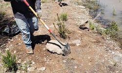 Candelaria Newsletter Content October 2019