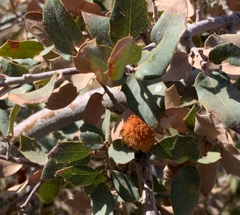 Gall_wasp_EmorkOak_SandiaRD2.png#asset:2295